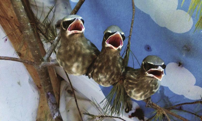 6-18-18-ECCW - hungry cedar waxwings.jpg