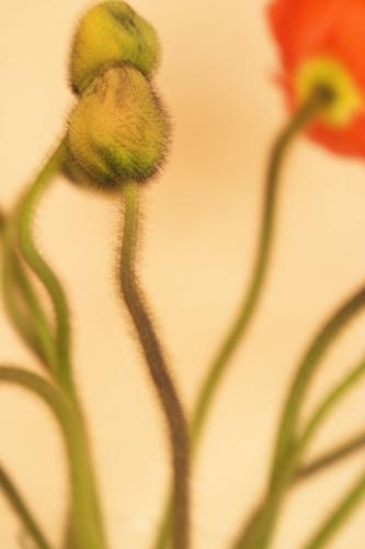 CRW_5834.jpg