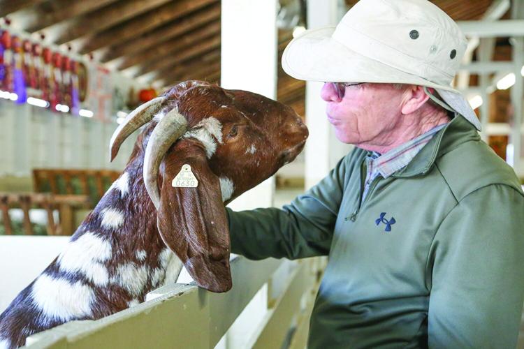 09-29-25 Fryeburg Fair goat pets tighter