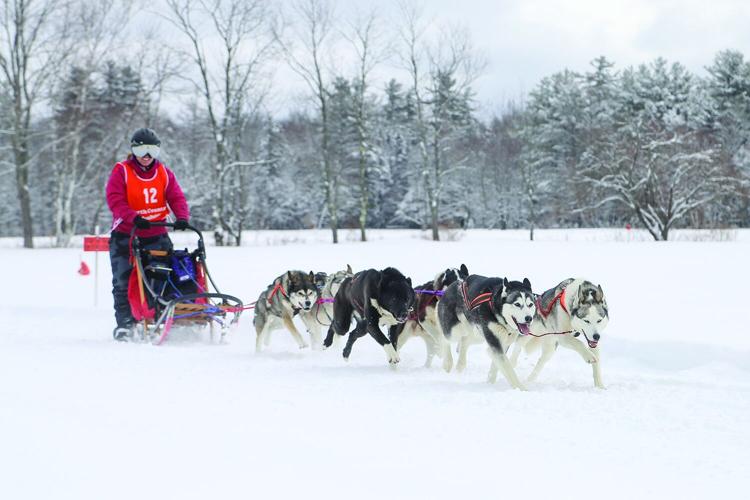 02-21-26 TOC Sled Dog smile wide
