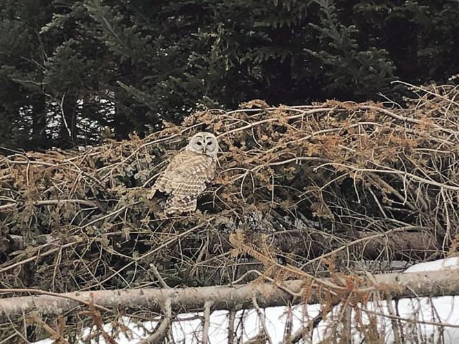 Barred owl on the Shaw property