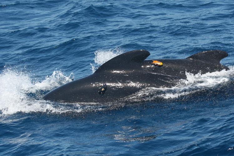 Pilot whales having to shout louder to be heard over noise pollution from shipping