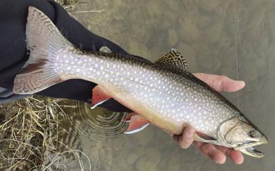 trout
