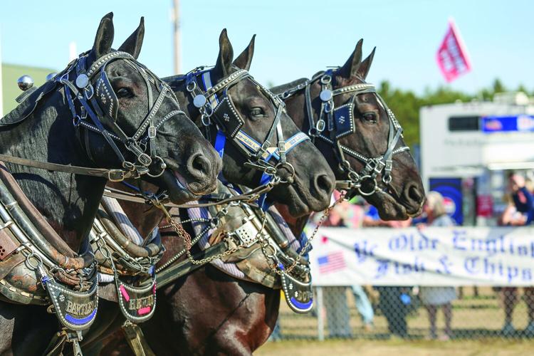 10-04-25 Fryeburg Fair trio horses