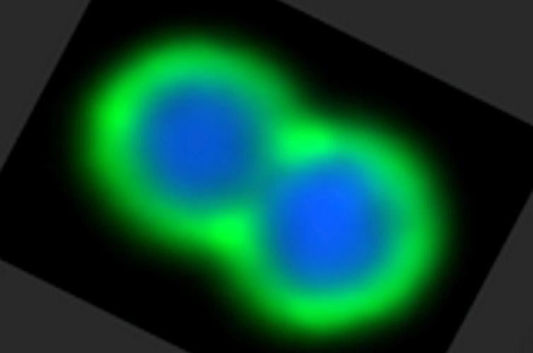 Drug resistant superbugs could be beaten by treating diseases with human antibodies