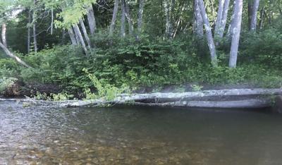8-1-2020 North Country Angling-Fall Trees