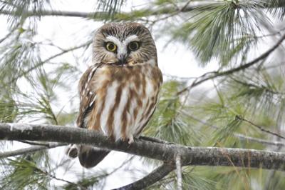 Chocorua Lake Conservancy-Owl Prowl