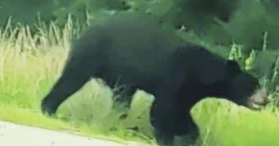 Black bear hit, killed near Conway police station