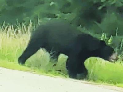 Bear killed in 2 car crash