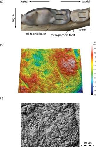Wolves eat more bone to cope with climate change, reveals new research