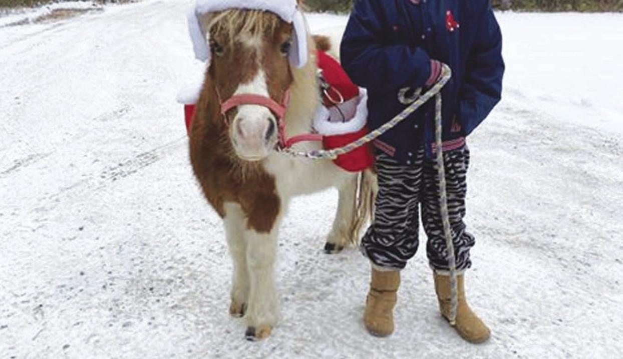 Melanie Bishop horse