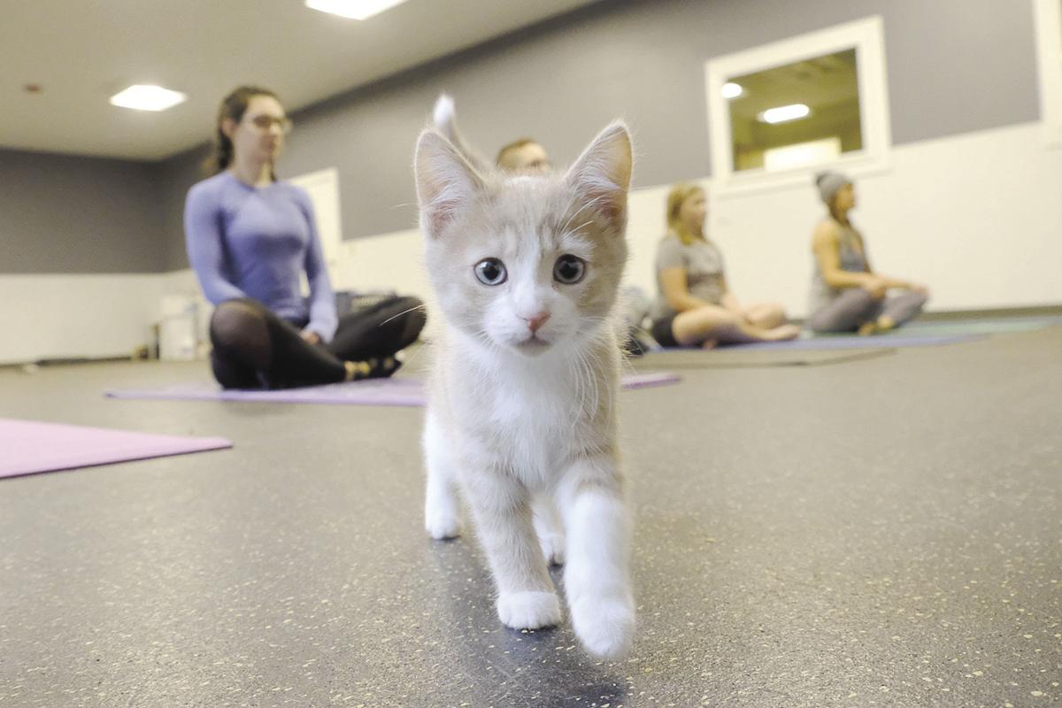 Fur Real Humane Society Hosts Cat Yoga Local News