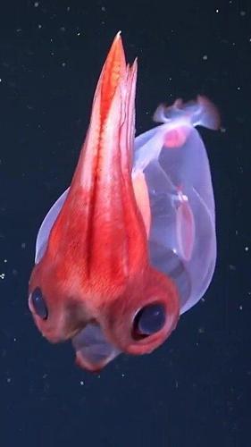 Science expedition reveals adorable, cartoon-like squid