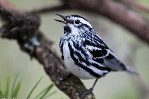 Mahoosuc Land Trust joins global birding effort