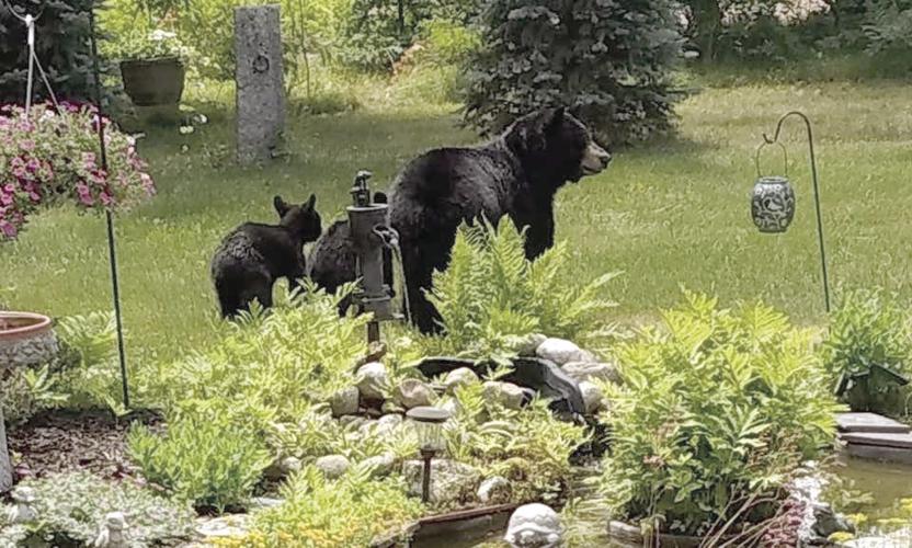 Bears in Fryeburg