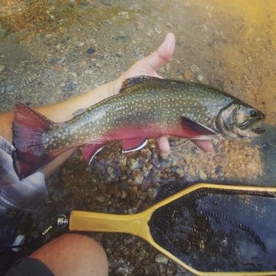 Fishing Report — July 11