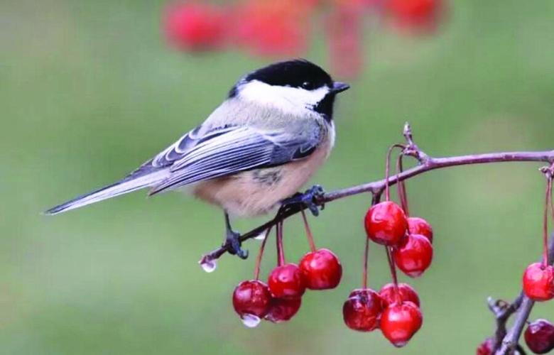 chickadee