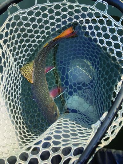 North Country Angling - Brook trout