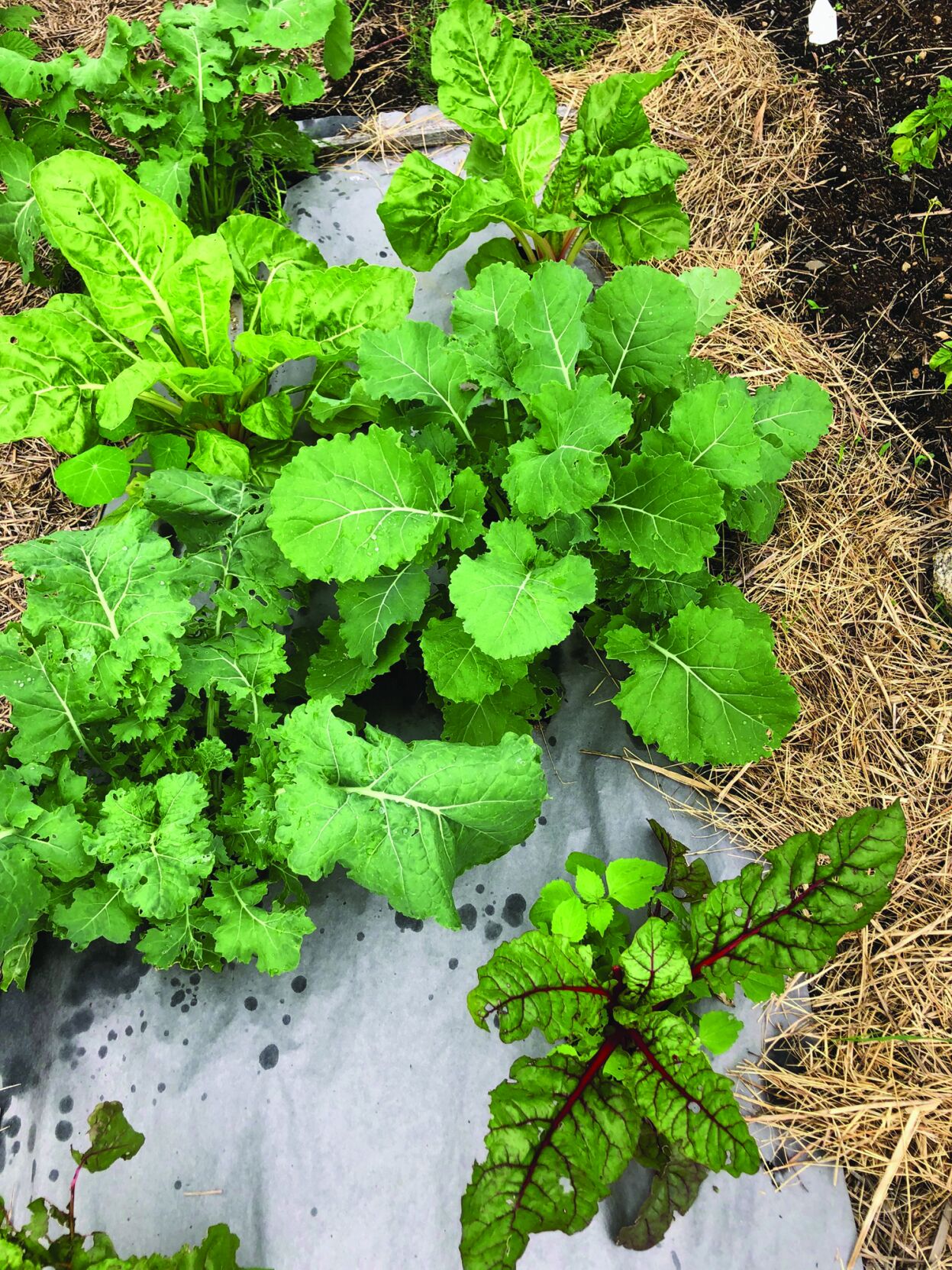 brassica greens.jpg