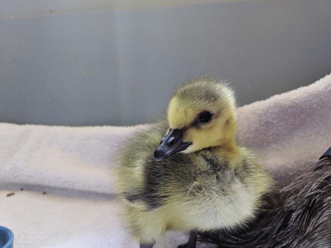 6-18-18-ECCW - gosling.jpg