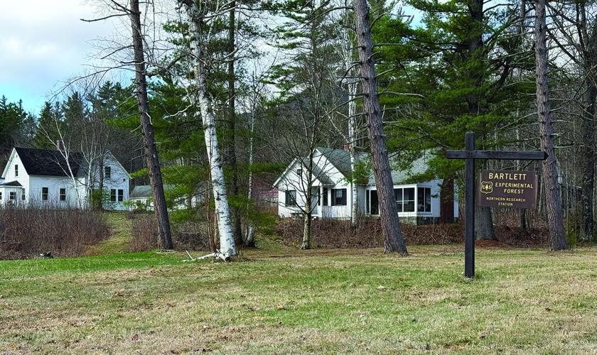 Bartlett Experimental Forest site.jpg