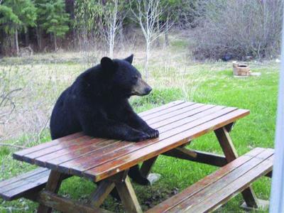 conway bear