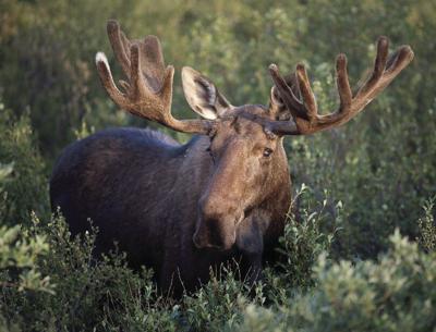 Fish and Game - Moose hunt