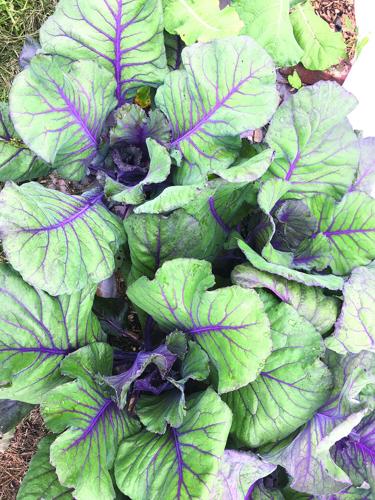 resilient gardens 2.JPG