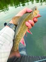 North Country Angler: The return of wild brook trout
