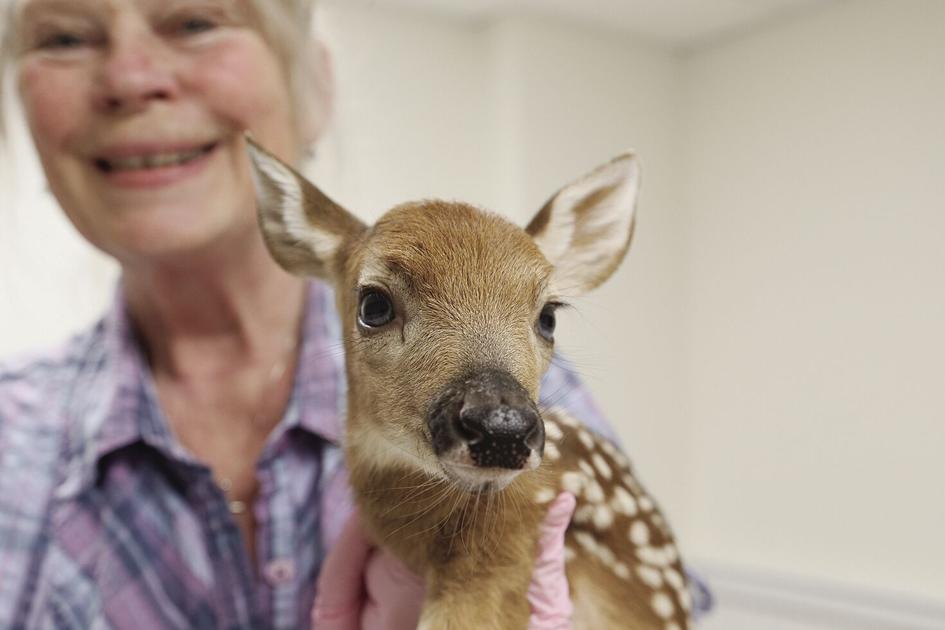 30 years of helping wildlife at Elaine Conners