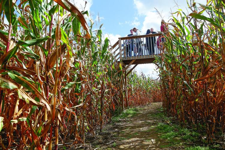 10-08-23 Corn Maize bridge over path
