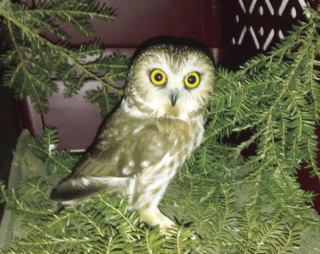 6-18-18-ECCW - saw whet owl relased in March.jpg