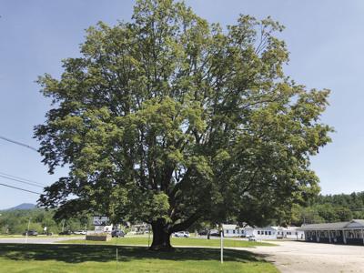 Intervale Maple Tree