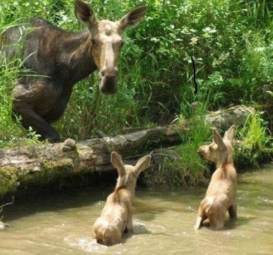 newmoose.jpg