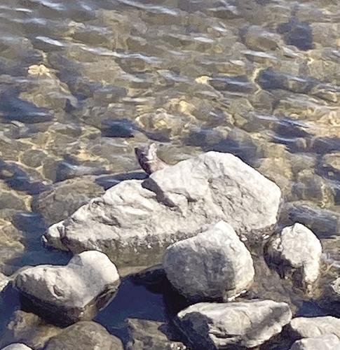 Fishing Column - Mink at the Upper Dam