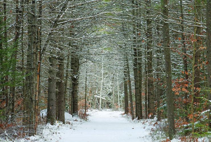 12-01-25 Snow whitaker branches over trail tighter