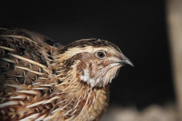 Birds that put more energy into parenthood age faster and die younger, shows study