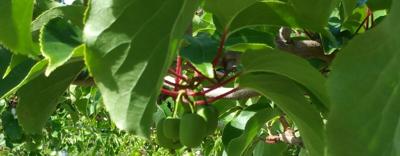 "Growing Kiwiberries in New Hampshire gardens" airs on facebook Aug. 27