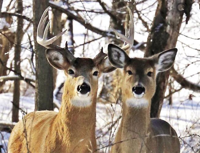 Fish and Game - Don't feed the deer