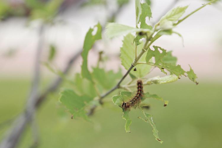 06-15-22 Caterpillars tight looking