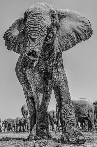 Elephants can communicate through ground vibrations thanks to their massive ears