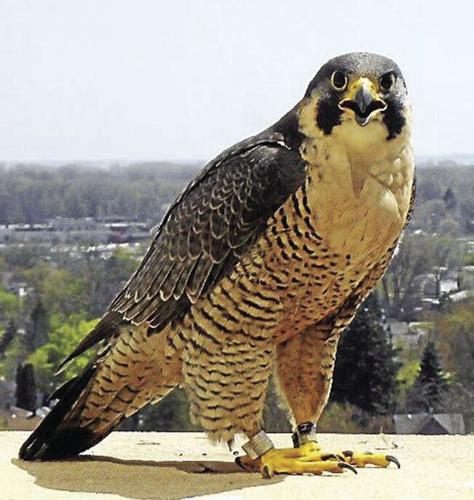 falcon