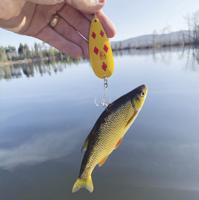 North Country Angling: The golden shiner