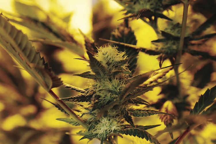 04-21-21 Barn young flowering bud horizontal