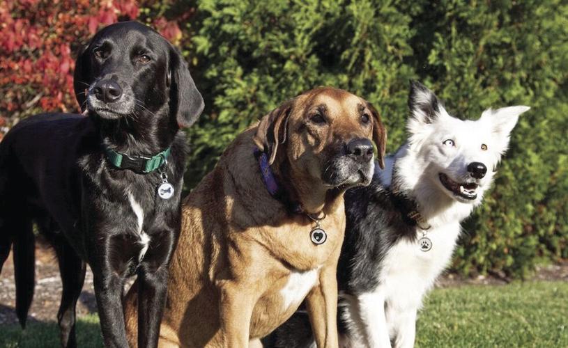 Silver Paw Pet Tag 3