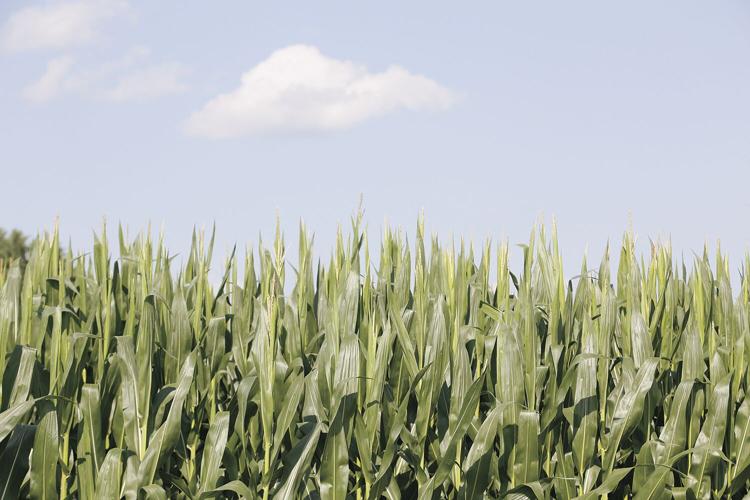 07-15-24 Sherman top of corn