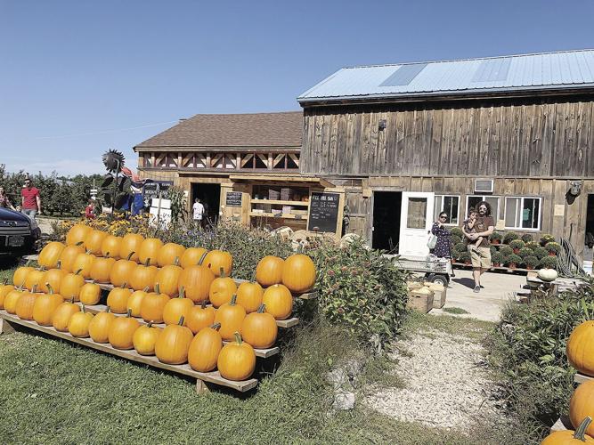 Mckenzie orchard pumpkins