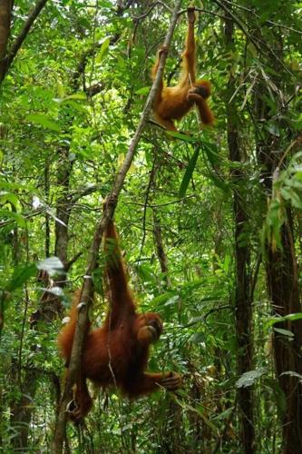 Learning from mother is key to adult survival for young orangutans, reveals study