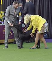 Kit and Robin's excellent adventure at Westminster