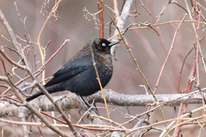 Audubon advisor to present a slide lecture on new method of tracking bird flight